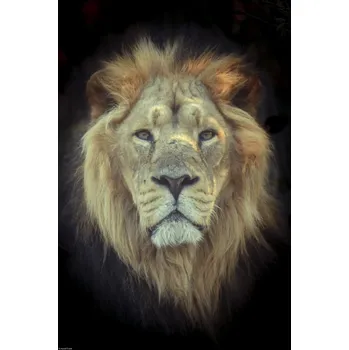 Obraz Plakát Lví hlava bez rámu 30 x 45 cm