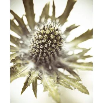 Obraz Plakát Detail květu bodláku bez rámu 40 x 50 cm