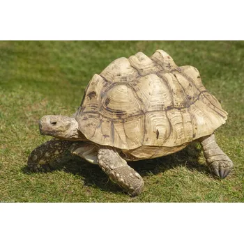 Obraz Plakát Želva bez rámu 30 x 20 cm