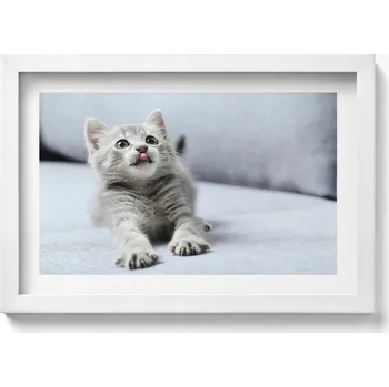 Obraz Dekorativní obraz na zeď do pokoje Roztomilé malé kotě na pohovce 30x20 cm