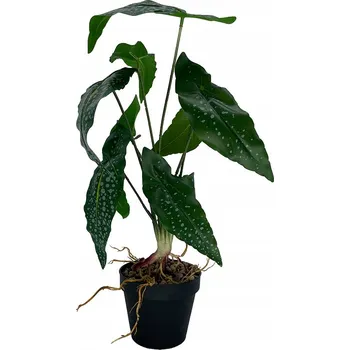 umělá květina Diefenbachie Umělé květy JAKO ŽIVÁ 55 cm