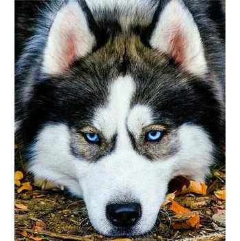 Výtvarná sada Inna Kreatívna sada na maľovanie podľa čísel - pes husky, 30x40 cm, s rámom a štetcami