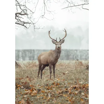 Obraz Plakát Jelen v lese bez rámu 21 x 29,7 cm