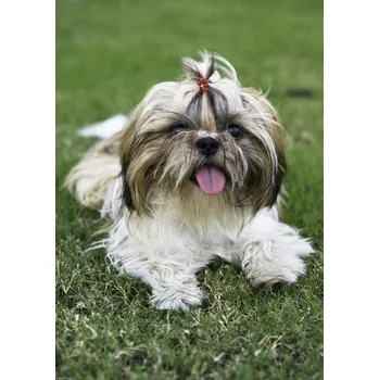 Obraz Plakát malý pejsek na trávě bez rámu 29,7 x 42 cm