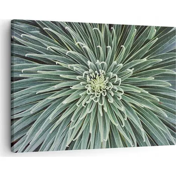 Obraz Obraz na plátně do obýváku ložnice 70x50 květ agáve foto obrazy na zeď