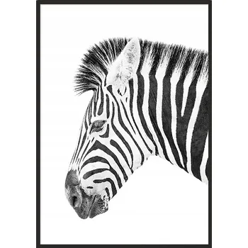 Obraz OBRAZ PLAKÁT V RÁMU 33x43 cm Zebra P885