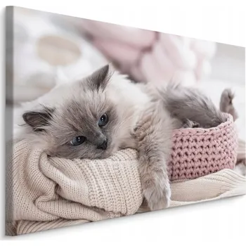 Obraz Nástěnný obraz KOČKA Zvíře Příroda Dekorace 3D 70x50