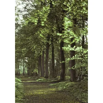 Obraz Plakát Jarní lesní cesta 2 bez rámu 29,7 x 42 cm