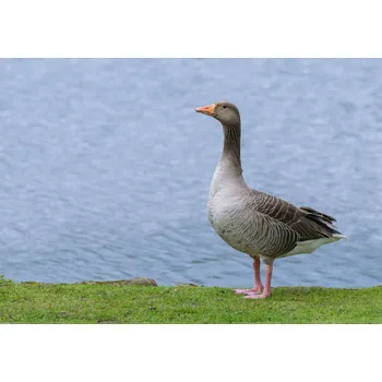 Obraz Plakát Husa bez rámu 66,5 x 46,5 cm