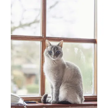 Obraz Plakát Kočka na parapetu okna bez rámu 40 x 50 cm