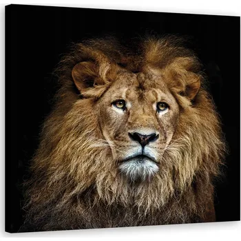 Obraz OBRAZ NA PLÁTNĚ Majestátní lev 40x40