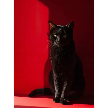 Plakát Plakát Elegance ve stínu bez rámu 60 x 80 cm