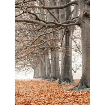 Obraz Plakát Stromy v řadě - oranžové listí bez rámu 64 x 90 cm