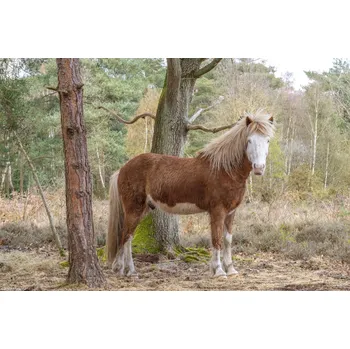 Obraz Plakát Kůň v lese bez rámu 30 x 20 cm