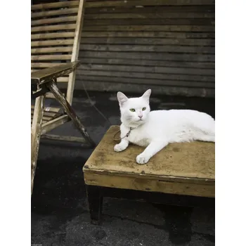 Obraz Plakát Kočka sedící na stole bez rámu 30 x 40 cm