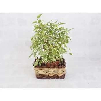 Obraz Koš na květiny proutěný hnědý