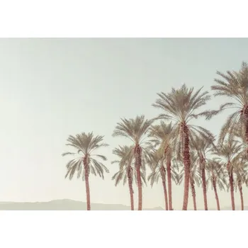 Obraz Plakát Palmové stromy bez rámu 66,5 x 46,5 cm
