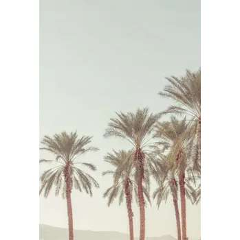 Obraz Plakát Palmové stromy bez rámu 61 x 90,5 cm
