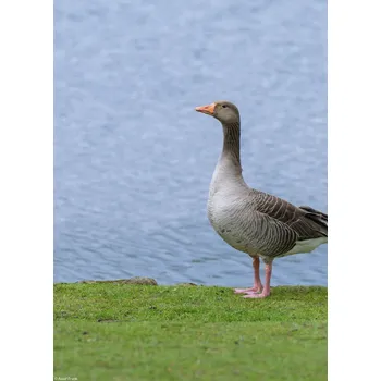 Obraz Plakát Husa bez rámu 20,5 x 28,4 cm