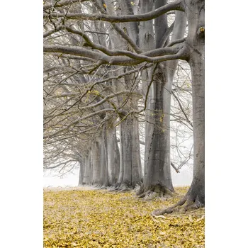 Obraz Plakát Stromy v řadě - žluté listí bez rámu 53 x 81 cm