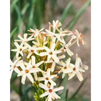 Semeno Duhovnice paniculata 'Eos' 10 ks