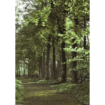 Obraz Plakát Jarní lesní cesta 2 bez rámu 21 x 29,7 cm