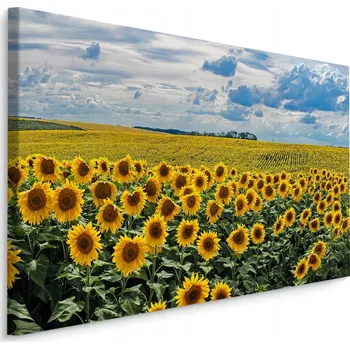 Obraz Nástěnný obraz Květiny SLUNEČNICE Krajina 3D 40x30