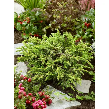 Sazenice Jalovec obecný 'Goldschatz' 3 L