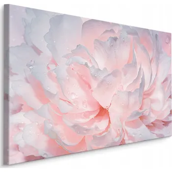 Obraz Obraz do obýváku pivoňky květiny kapky vody 70x50
