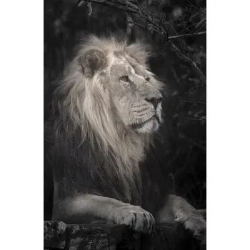 Obraz Plakát Lev bez rámu 53 x 81 cm