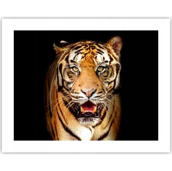 Obraz Obraz plakát na zeď bez rámu 50x40 zvířata foto do obýváku/ložnice (ložnice)