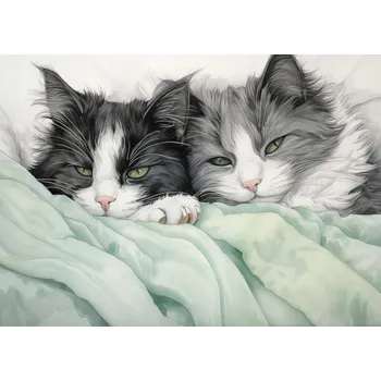 Plakát Plakát Dvě koťátka v pohodě bez rámu 70 x 50 cm
