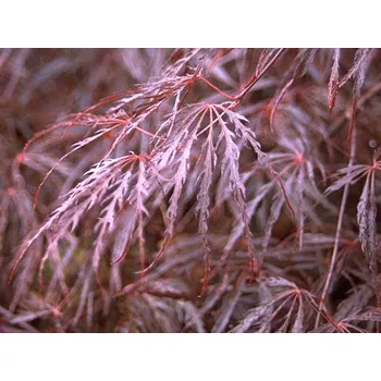 Sazenice Javor dlanitolistý 'Dissectum Atropurpureum' Balení: kontejner C230, Tvar: 1/2 kmínek