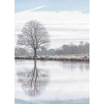 Obraz Plakát Odraz stromu v rybníku bez rámu 20,5 x 28,4 cm