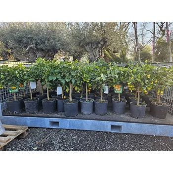 Ovoce Citrusy mix / výška 60/80cm - Buddhova ruka 60/80