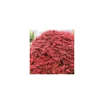 Sazenice Acer palmatum Shaina km 50 cm