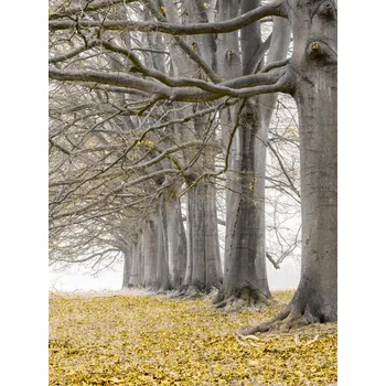 Obraz Plakát Stromy v řadě - žluté listí bez rámu 60 x 80 cm