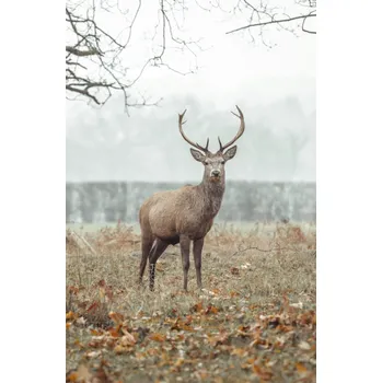 Obraz Plakát Jelen v lese bez rámu 56,6 x 86,4 cm