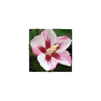 Sazenice Hibiscus syriacus Hamabo kmínek 120 cm