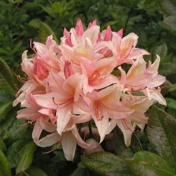 Sazenice Rhododendron viscosum Chanel 30/40 cm