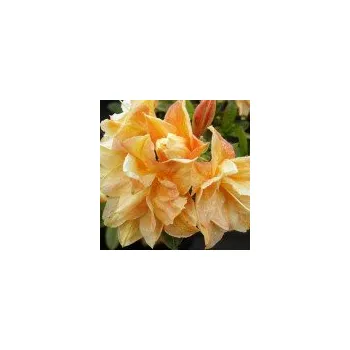 Sazenice Rhododendron Knap Hill Csardas 30/40 cm