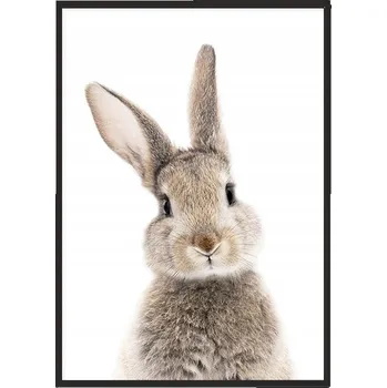 Obraz OBRAZ PLAKÁT V RÁMU 33x43 cm Králíček P2307
