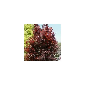 Sazenice Fagus sylvatica Dawyck Purple 100/125 cm