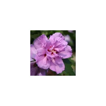 Sazenice Hibiscus syriacus Ardens km 120 cm