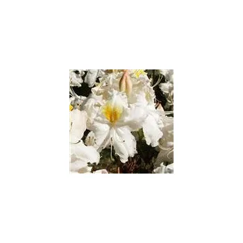 Sazenice Rhododendron Knap Hill Schneegold 30/40 cm