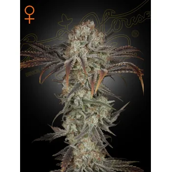 Semeno Strain Hunters MONEY MAKER Počet ks Feminizované: 1