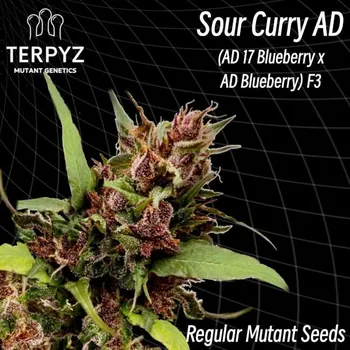Semeno Terpyz Mutant Genetics Sour Curry AD