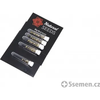 Semeno Big Bud Auto fem. (balení 6)