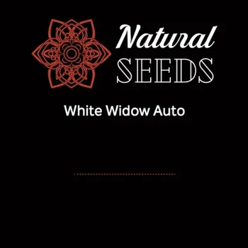 Semeno White Widow Auto fem. (balení 6)