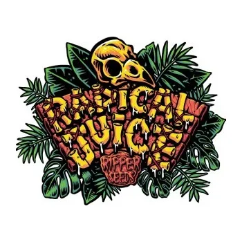 Semeno Ripper Seeds AUTO RADICAL JUICE Počet ks Feminizované: 3